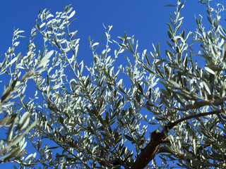 branches of a tree against sky
