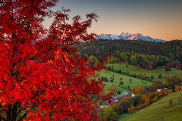 Beautiful autumn with red an yellow trees under the Tatra Mountains at dawn. Slovakia - obrazy, fototapety, plakaty