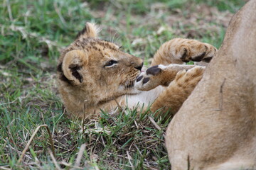 Baby lion cub playing with his older sibling