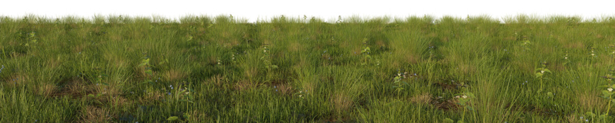 grass with flowers isolated white background 3d rendered
