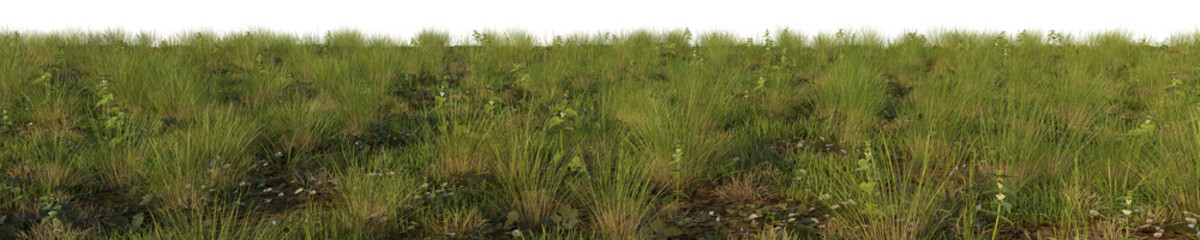 grass with flowers isolated white background 3d rendered