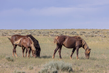 Naklejka na ściany i meble Beautiful Wild Horses in Summer in the Wyoming Desert