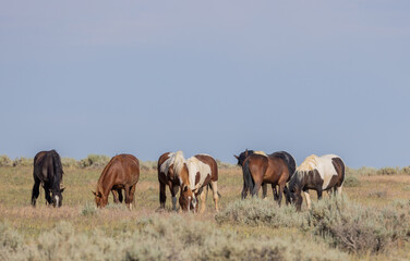 Obraz na płótnie Canvas Beautiful Wild Horses in Summer in the Wyoming Desert