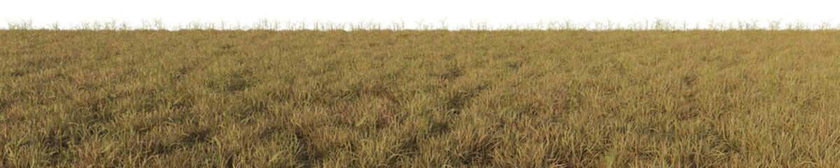 green wheat field, 3d rendered
