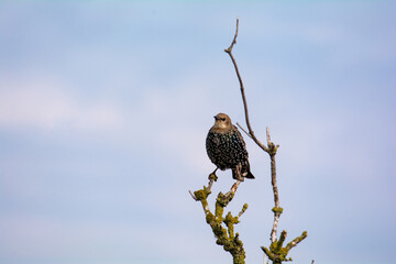 Young starling bird on a bare branch in front of sky
