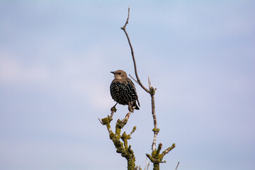 Young starling bird on a bare branch in front of sky