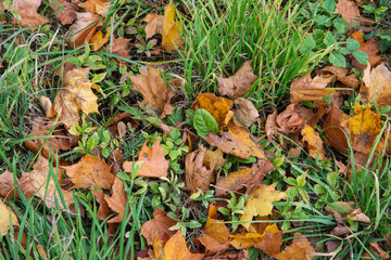 Autumn multicolored leaves lying among green grass on a clear autumn day. Leaf.