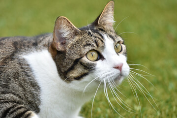 Cat in a backyard hunting for birds
