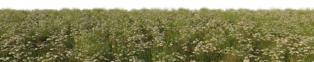 Obraz premium grass with flowers isolated white background, 3d rendered