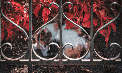 Iron love, cat in the reverse wrought iron heart!