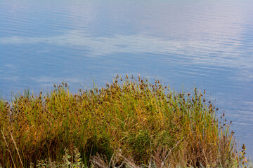 Grasses on the shore of a lake