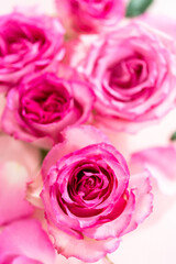 Fototapeta premium Pink roses