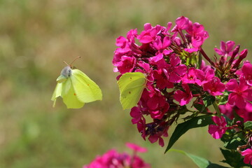 motyl © pinkf
