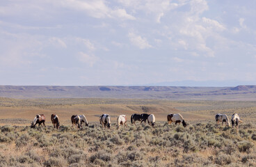Beautiful Wild Horses in Summer in the Wyoming Desert