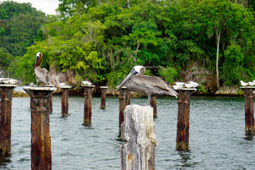pelican sitting on a pillar