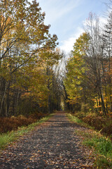 Forêt Drummond 16 Octobre 2022