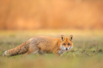 Obraz premium Fox Vulpes vulpes in autumn scenery, Poland Europe, animal walking among autumn meadow in orange background 