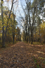 Obraz premium Forêt Drummond 16 Octobre 2022