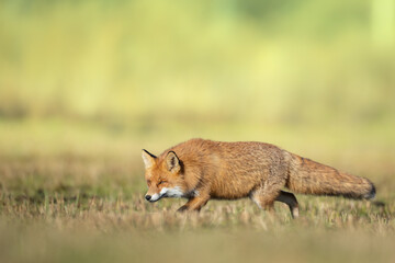 Fox Vulpes vulpes in autumn scenery, Poland Europe, animal walking among autumn meadow in green background	