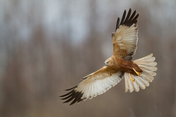 Flying Birds of prey Marsh harrier Circus aeruginosus, hunting time Poland Europe