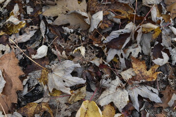 Forêt Drummond 16 Octobre 2022