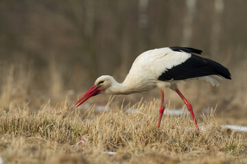 Bird White Stork Ciconia ciconia hunting time early spring in Poland Europe	