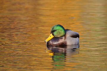 Obraz premium kaczka krzyżówka