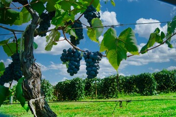 Bunches of grapes on vine