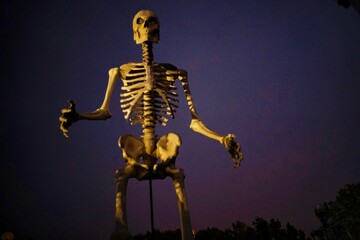 Large skeleton