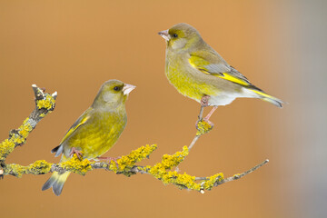 European greenfinch Chloris chloris or common greenfinch songbird winter time blurred background