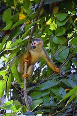 Spider Monkey, Ateles Geoffroi, mother and baby endangered, in tropical jungle trees of Costa Rica. America.