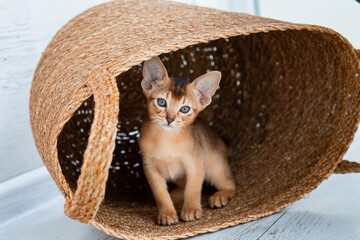 Studio shot of small cute abyssinian kitten staying in the basket at home, white window background....
