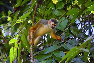 Spider Monkey, Ateles Geoffroi, mother and baby endangered, in tropical jungle trees of Costa Rica. America.