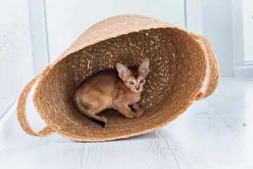 Studio shot of small cute abyssinian kitten staying in the basket at home, white window background....