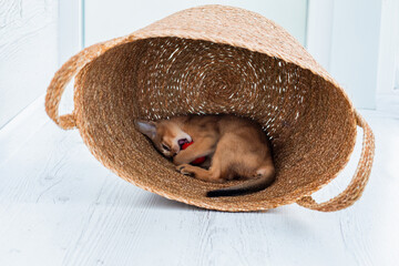 Studio shot of small cute abyssinian kitten staying in the basket at home, white window background....