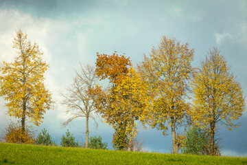 Fototapeta premium October landscape - autumn trees with colorful leaves on a sunny day against the backdrop of a beautiful slightly cloudy blue sky, Poland, Europe, Podlaskie