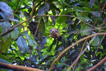 Spider Monkey, Ateles Geoffroi, mother and baby endangered, in tropical jungle trees of Costa Rica. America.