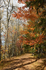 Forêt Drummond 16 Octobre 2022