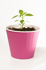 A young shoot of a room house jepper for a window sill