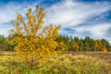 Landscape autumn field with colourful trees, autumn Poland, Europe and amazing blue sky with clouds, sunny day