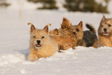 dogs walking outdoor in snow in winter time