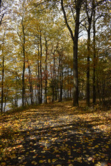 Forêt Drummond 16 Octobre 2022