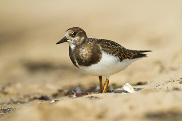 bird - Ruddy Turnstone migratory Arenaria interpres shorebird, migratory bird, Poland Europe Baltic Sea