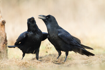 beautiful raven Corvus corax walking in autumn meadow North Poland Europe