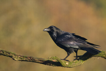 beautiful raven Corvus corax sitting on the branch North Poland Europe