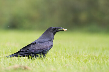 beautiful raven Corvus corax walking among green meadow North Poland Europe	