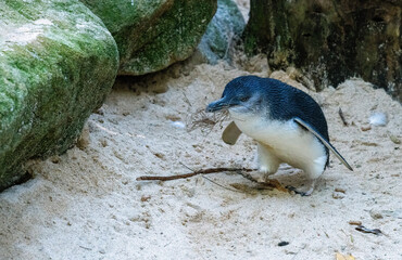 Little Blue Penguin (Eudyptula minor)