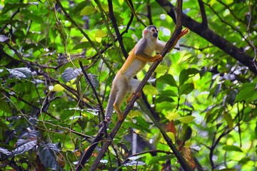 Spider Monkey, Ateles Geoffroi, mother and baby endangered, in tropical jungle trees of Costa Rica. America.