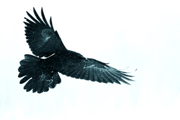 Old, vintage filter Bird Common Raven Corvus corax, dark style big black scary bird flying, white background, Helloween	