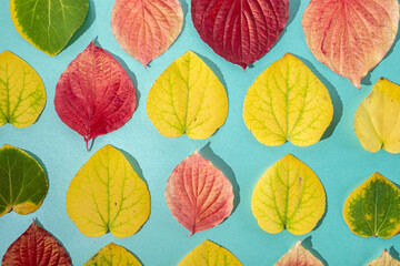 Pattern of autumn bright leaves on a blue background